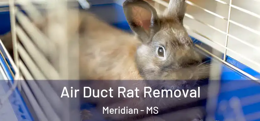 Air Duct Rat Removal Meridian - MS