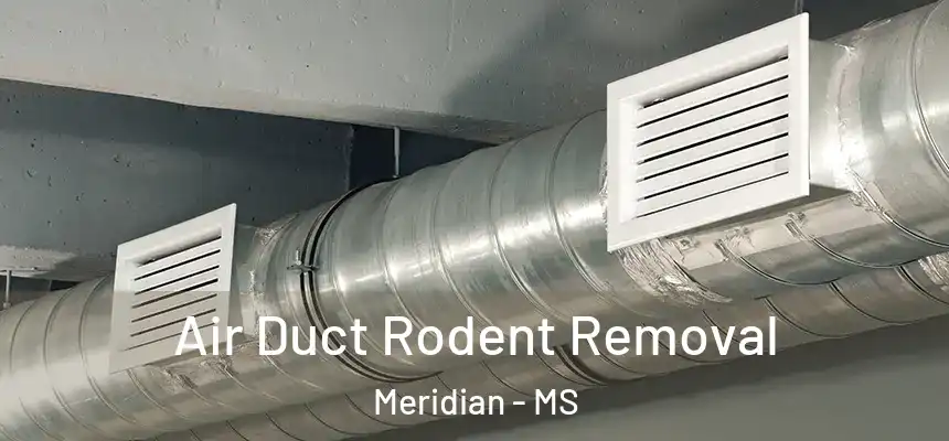  Air Duct Rodent Removal Meridian - MS
